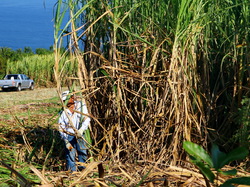 mini_la-coupe-de-la-canne-a-sucre-a-petite-ile-55ec39469bbaa.jpg
