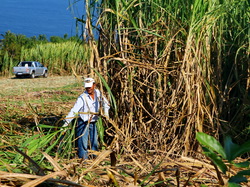 mini_la-coupe-de-la-canne-a-sucre-a-petite-ile-55ec39665a8f6.jpg