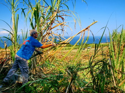 mini_la-coupe-de-la-canne-a-sucre-a-petite-ile-55ec39c54f530.jpg